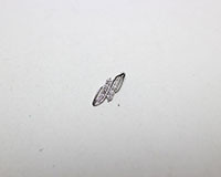 Pt900ペンダントトップ買取